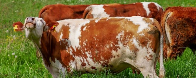 種草養(yǎng)牛的方式方法以及效益,可行性怎么樣