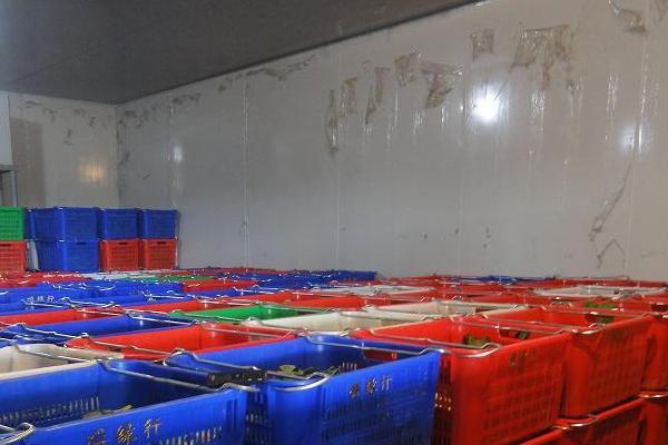 冷庫儲存蔬菜利潤多大?一般能儲多長時間?