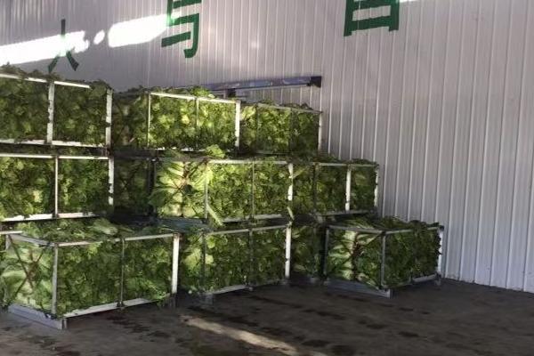 冷庫儲存蔬菜利潤多大?一般能儲多長時間?