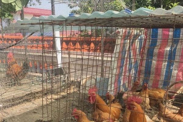 房頂養(yǎng)雞影響家運(yùn)嗎？優(yōu)點(diǎn)和缺點(diǎn)分別是什么？