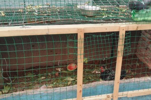 房頂養(yǎng)雞影響家運(yùn)嗎？優(yōu)點(diǎn)和缺點(diǎn)分別是什么？