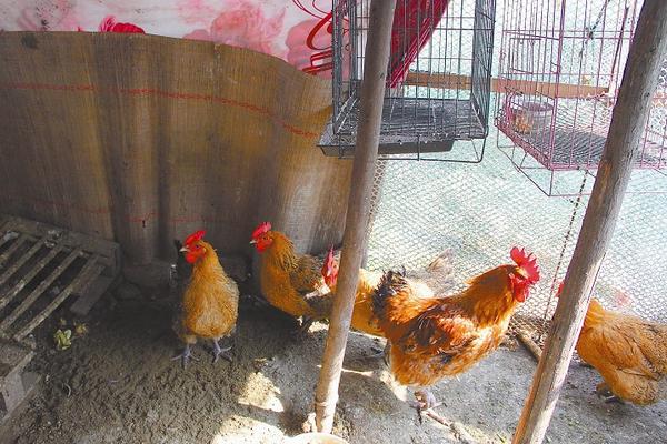 房頂養(yǎng)雞影響家運(yùn)嗎？優(yōu)點(diǎn)和缺點(diǎn)分別是什么？