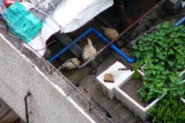 房頂養(yǎng)雞影響家運(yùn)嗎？優(yōu)點(diǎn)和缺點(diǎn)分別是什么？