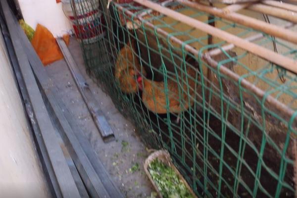 房頂養(yǎng)雞影響家運(yùn)嗎？優(yōu)點(diǎn)和缺點(diǎn)分別是什么？