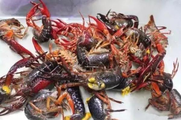 殺小龍蝦的教程（正確的方法步驟）