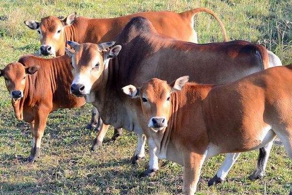 育肥牛的利潤與成本,一頭能掙多少錢