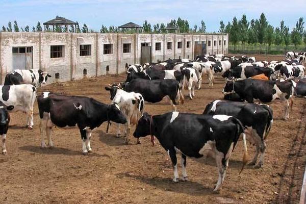 育肥牛的利潤與成本,一頭能掙多少錢