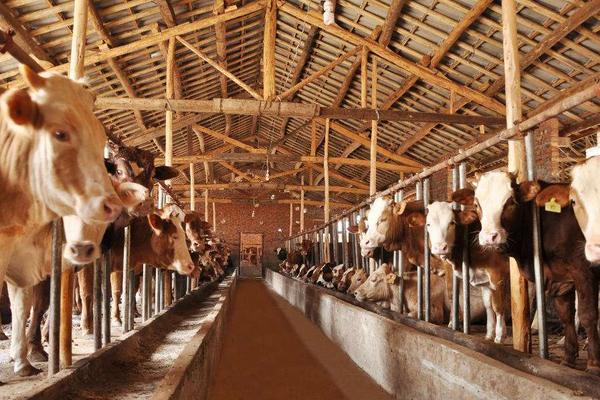 育肥牛的利潤與成本,一頭能掙多少錢