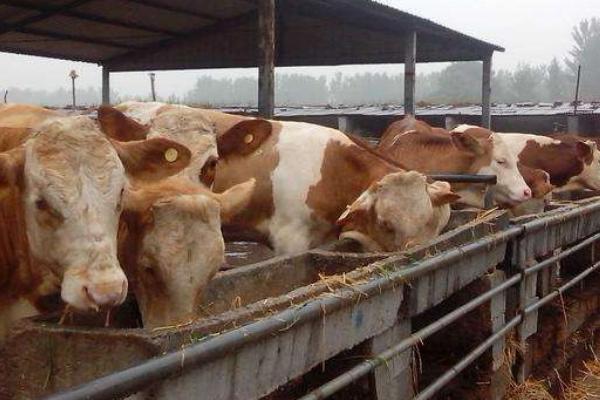 育肥牛的利潤與成本,一頭能掙多少錢