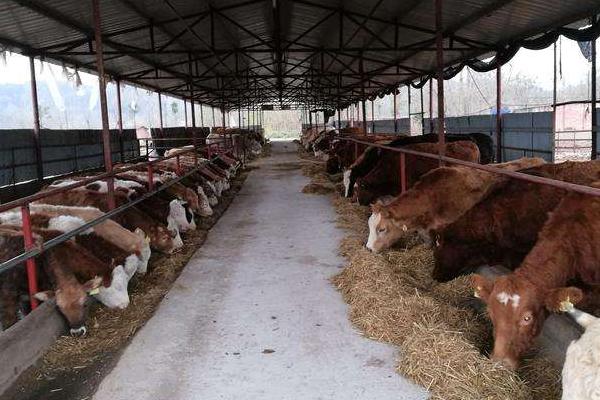 育肥牛的利潤與成本,一頭能掙多少錢