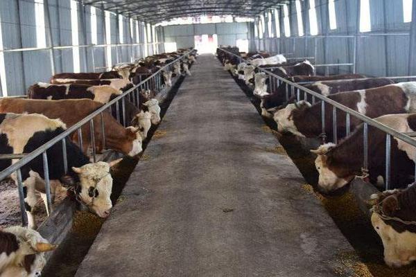 育肥牛的利潤與成本,一頭能掙多少錢