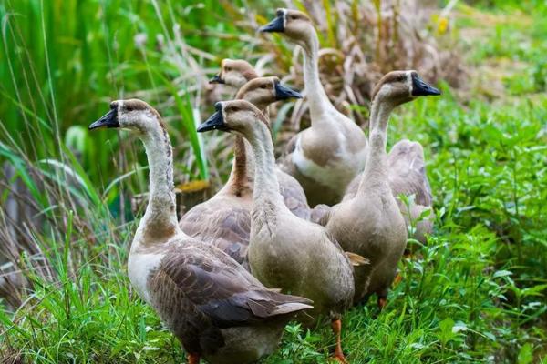 養鵝回收騙局揭秘，一定要謹慎