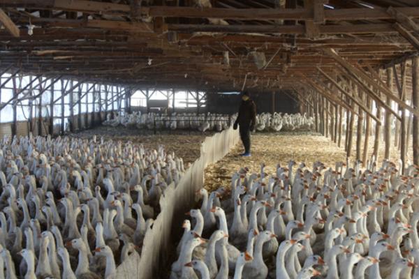 養鵝回收騙局揭秘，一定要謹慎