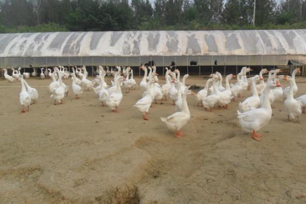 養鵝回收騙局揭秘，一定要謹慎