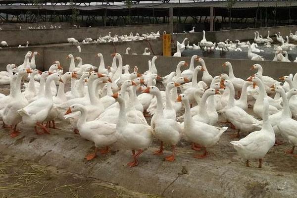 養鵝回收騙局揭秘，一定要謹慎