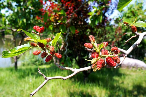 桑葚種植利潤一畝多少？畝產量多少？