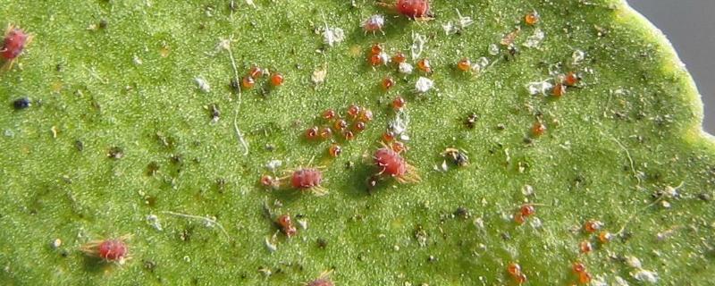 紅蜘蛛怎么防治？用什么藥最有效