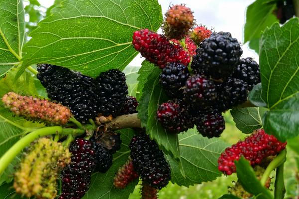 桑葚種植利潤一畝多少？畝產量多少？