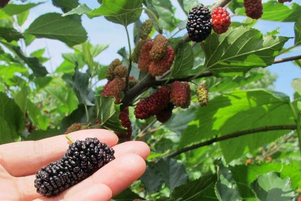 桑葚種植利潤一畝多少？畝產量多少？