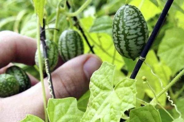 高效農業項目有哪些,高效農業是什么