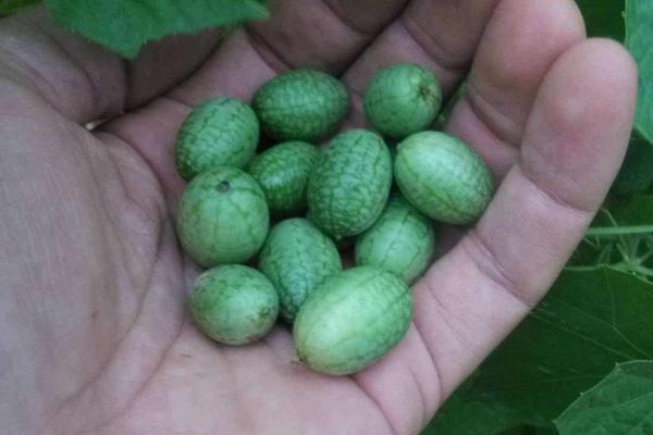 高效農業項目有哪些,高效農業是什么