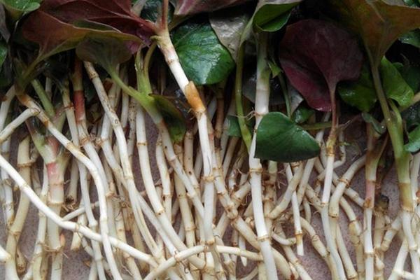 高效農業項目有哪些,高效農業是什么