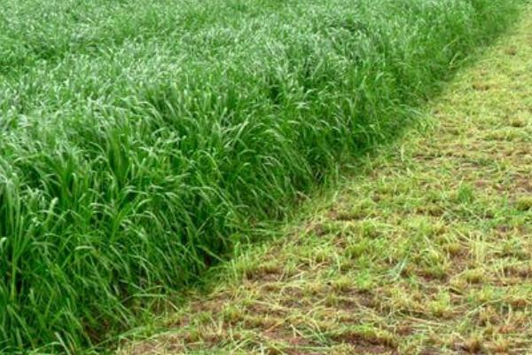 高效農業項目有哪些,高效農業是什么