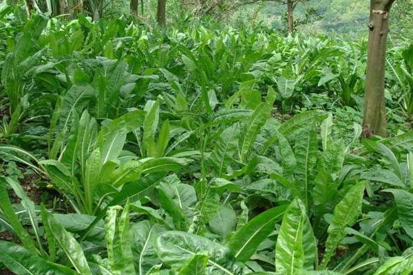 高效農業項目有哪些,高效農業是什么