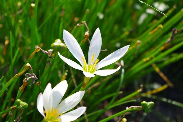 高效農業項目有哪些,高效農業是什么