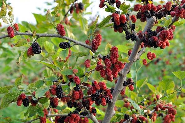 桑葚種植利潤一畝多少？畝產量多少？