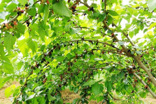 桑葚種植利潤一畝多少？畝產量多少？