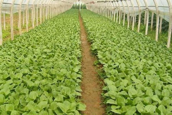 種植大棚蔬菜風(fēng)險大嗎？賺錢嗎？主要風(fēng)險點在哪？