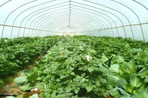 種植大棚蔬菜風(fēng)險大嗎？賺錢嗎？主要風(fēng)險點在哪？