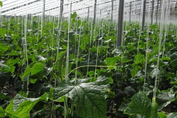 種植大棚蔬菜風(fēng)險大嗎？賺錢嗎？主要風(fēng)險點在哪？