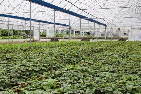 種植大棚蔬菜風(fēng)險大嗎？賺錢嗎？主要風(fēng)險點在哪？