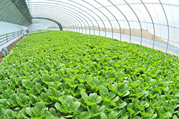 種植大棚蔬菜風(fēng)險大嗎？賺錢嗎？主要風(fēng)險點在哪？