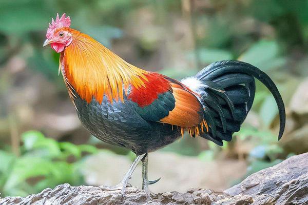 如何養雞才能養好?不生病,多生蛋