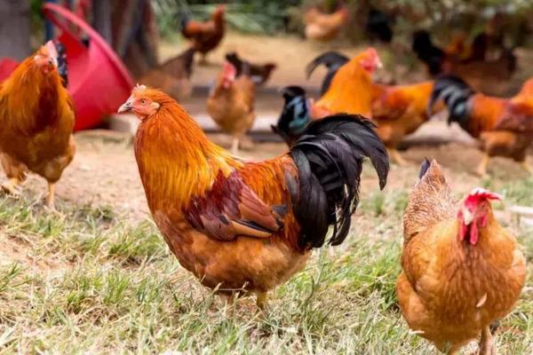 如何養雞才能養好?不生病,多生蛋