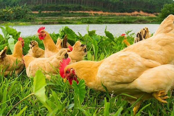 如何養雞才能養好?不生病,多生蛋