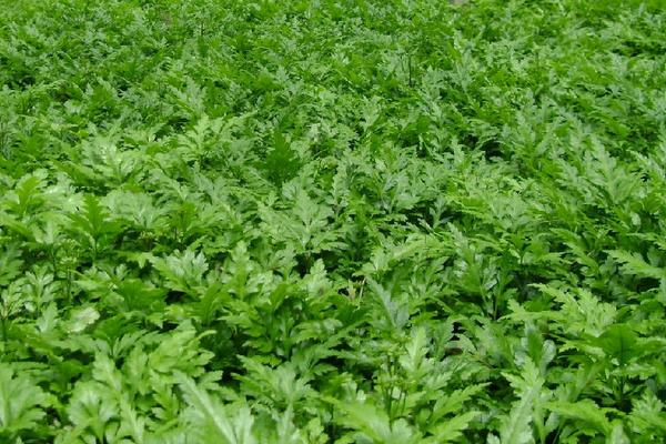 黃連種植技術(shù)和畝收益，附常見病蟲害防治方法