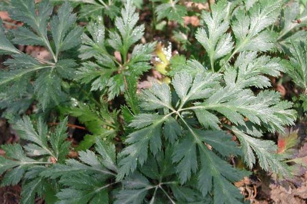 黃連種植技術(shù)和畝收益，附常見病蟲害防治方法