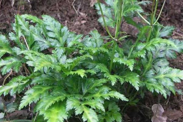 黃連種植技術(shù)和畝收益，附常見病蟲害防治方法