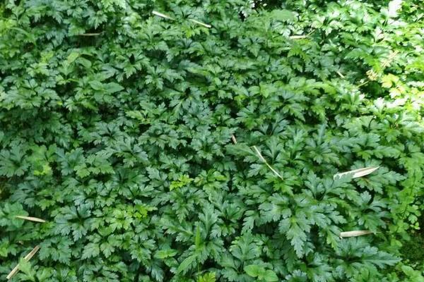 黃連種植技術(shù)和畝收益，附常見病蟲害防治方法