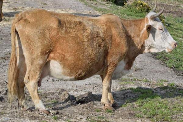 母牛懷孕手摸方法，怎么能看出來？幾個(gè)月乳房會變大？