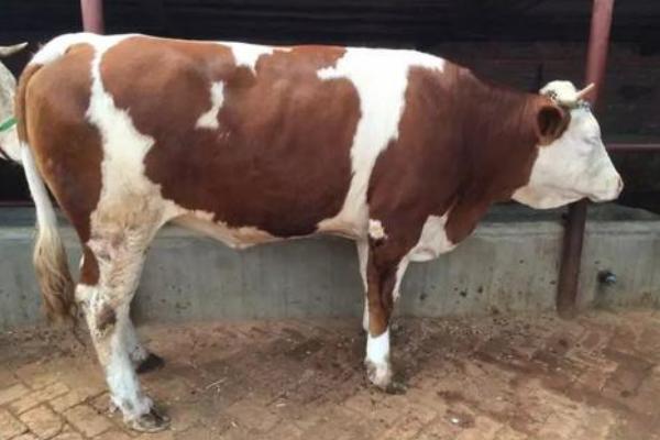 母牛懷孕手摸方法，怎么能看出來？幾個(gè)月乳房會變大？