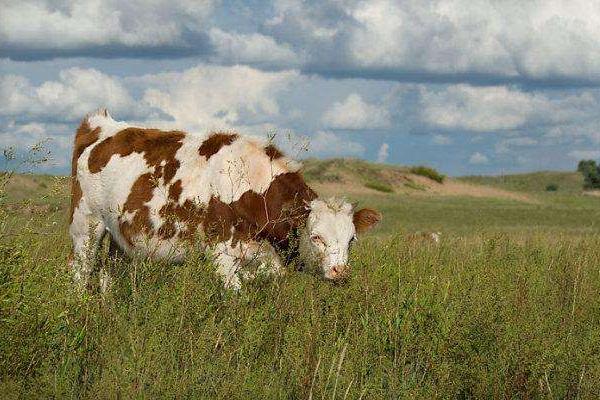 母牛懷孕手摸方法，怎么能看出來？幾個(gè)月乳房會變大？