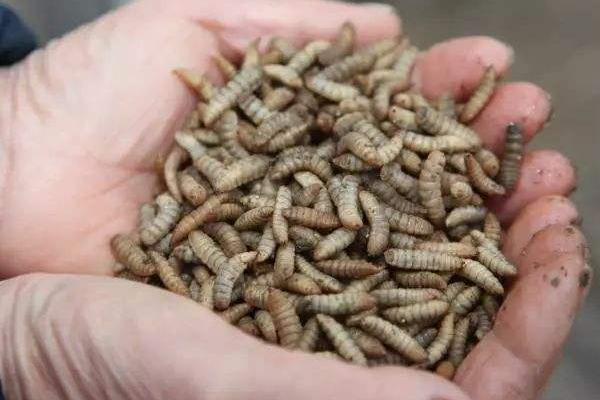 黑水虻養(yǎng)殖利潤與成本，黑水虻的用途