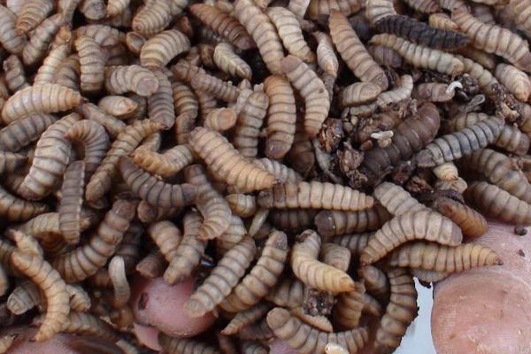 黑水虻養(yǎng)殖利潤與成本，黑水虻的用途