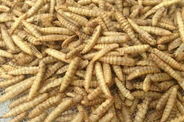 黑水虻養(yǎng)殖利潤與成本，黑水虻的用途