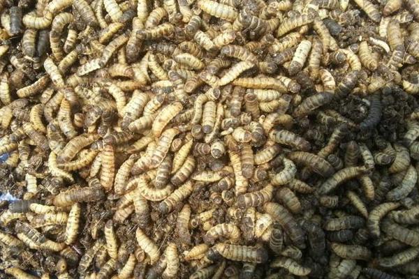 黑水虻養(yǎng)殖利潤與成本，黑水虻的用途